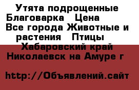 Утята подрощенные Благоварка › Цена ­ 100 - Все города Животные и растения » Птицы   . Хабаровский край,Николаевск-на-Амуре г.